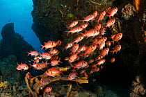 Shoal of Bigscale soldierfish (Myripristis berndti), Dominica, Caribbean Sea, Atlantic Ocean