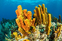 Yellow tube sponge (Aplysina fistularis) Dominica, Caribbean Sea, Atlantic Ocean