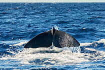 Tail of Sperm whale (Physeter macrocephalus) Vulnerable (IUCN), Dominica, Caribbean Sea, Atlantic Ocean.