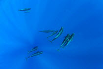 Pod of Short-finned pilot whales, (Globicephala macrorhynchus) pod, Dominica, Caribbean Sea, Atlantic Ocean.