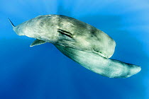 Sperm whale, (Physeter macrocephalus) pair, Dominica, Caribbean Sea, Atlantic Ocean.
