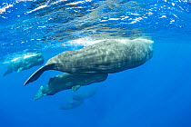 Pod of Sperm whalea (Physeter macrocephalus) with mother and calf, Dominica, Caribbean Sea, Atlantic Ocean.