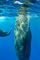 Sperm whale surfacing, (Physeter macrocephalus).Dominica, Caribbean Sea, Atlantic Ocean.