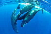 Pod of Sperm whale socializing, (Physeter macrocephalus) Dominica, Caribbean Sea, Atlantic Ocean.