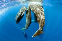 Pod of sperm whale socializing, (Physeter macrocephalus), Dominica, Caribbean Sea, Atlantic Ocean.