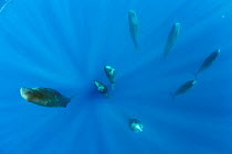 Pod of sleeping Sperm whale (Physeter macrocephalus) Dominica, Caribbean Sea, Atlantic Ocean.