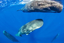 Sperm whale mother and calf, (Physeter macrocephalus) Dominica, Caribbean Sea, Atlantic Ocean.
