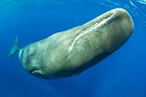 Sperm whale, (Physeter macrocephalus) Dominica, Caribbean Sea, Atlantic Ocean.