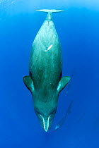Sleeping sperm whale, (Physeter macrocephalus) Dominica, Caribbean Sea, Atlantic Ocean.