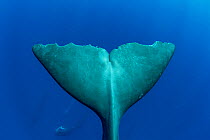Tail of Sperm whale, (Physeter macrocephalus). Dominica, Caribbean Sea, Atlantic Ocean.
