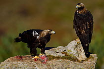 Iberian or Spanish Imperial eagle (Aquila adalberti) eating a rabbit put out for it at a wildlife watching hide near El Barraco, Gredos Mountains, Avila, Spain