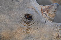 White rhinoceros (Ceratothorium simum) Marataba Private Reserve, Marakele National Park, Limpopo, South Africa