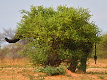 African savannah elephant (Loxodonta africana) hidden behind bush, trunk and tail visible, Marataba Private Reserve, Marakele National Park, Limpopo, South Africa