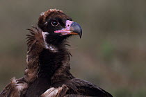 Young Black or Cinereous vulture (Aegypius monachus) Gredos Mountains, Castilla La Mancha, Spain