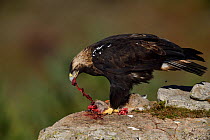 Iberian or Spanish imperial eagle (Aquila adalberti) eating a rabbit put out for it at a wildlife watching hide near El Barraco, Gredos Mountains, Avila, Spain.