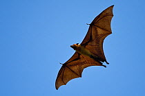 Indian flying fox or Greater Indian fruit bat (Pteropus giganteus) in Kanha National Park and Tiger Reserve, Madhya Pradesh, India