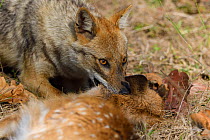 Golden jackal (Canis aureus) with its kill, Spotted deer or Chital (Axis axis) fawn, in Kanha National Park and Tiger Reserve, Madhya Pradesh, India