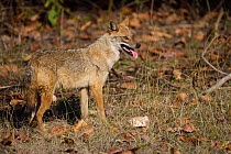 Golden jackal (Canis aureus) Kanha National Park and Tiger Reserve, Madhya Pradesh, India