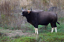 Gaur or Indian Bison (Bos gaurus), Kanha National Park and Tiger Reserve, Madhya Pradesh, India