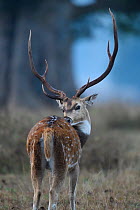 Spotted deer or Chital (Axis axis) stag grooming its back, Kanha National Park and Tiger Reserve, Madhya Pradesh, India