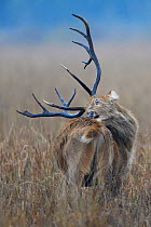 Barasingha / Swamp deer (Rucervus / Cervus duvaucelii) stag grooming, Kanha National Park and Tiger Reserve, Madhya Pradesh, India
