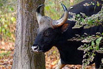 Gaur or Indian bison (Bos gaurus / Bos frontalis) Kanha National Park and Tiger Reserve, Madhya Pradesh, India