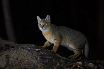 Jungle cat (Felis chaus) at night, Kanha National Park and Tiger Reserve, Madhya Pradesh, India