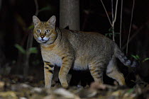 Jungle cat (Felis chaus) at night, Kanha National Park and Tiger Reserve, Madhya Pradesh, India