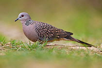 Spotted dove (Spilopelia chinensis) Keoladeo Ghana National Park, Bharatpur, Rajasthan, India