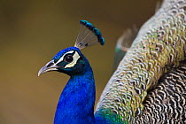 Indian peafowl or blue peafowl (Pavo cristatus) Keoladeo Ghana National Park, Bharatpur, Rajasthan, India