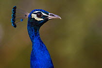 Indian / Blue peafowl (Pavo cristatus) head portrait, Keoladeo Ghana National Park, Bharatpur, Rajasthan, India