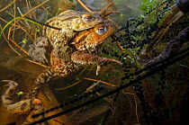 Common toads (Bufo bufo), in amplexus (mating) in a pond, with spawn, Surrey, England, UK. March.