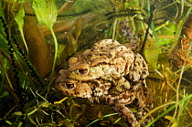 Common toads (Bufo bufo), in amplexus (mating) in a pond, with spawn, Surrey, England, UK. March.