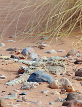 Egyptian nightjar (Caprimulgus aegyptius), two resting on sand, camouflaged amongst pebbles. Morocco. March.