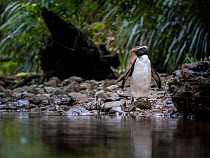 Fiordland penguin (Eudyptes pachyrhynchus) heads back up stream to its nest in the temperate rainforests on Fiordland southwest coast, South Island, New Zealand. October.