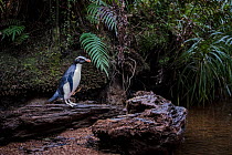 Fiordland penguin (Eudyptes pachyrhynchus) heads back up stream to its nest in the temperate rain forests on Fiordland southwest coast. North of Haast, Westland District, South Island, New Zealand. Oc...