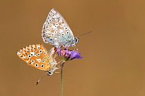 Mating pair of chalkhill blue butterflies (Lysandra coridon) with wings closed resting on Devils-bit scabious (Succisa pratensis), Hatch Hill, Somerset, UK. August