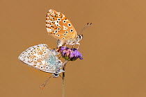 Mating pair of chalkhill blue butterflies (Lysandra coridon) with wings closed resting on Devils-bit scabious (Succisa pratensis), Hatch Hill, Somerset, UK. August
