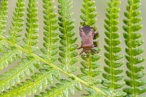 Dock Bug (Coreus marginatus) on bracken, Broxwater, Cornwall, UK. August.