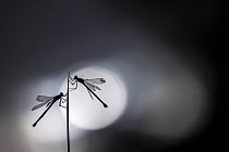 Silhouetted emerald damselflies (Lestes sponsa) resting on a reed, Devon, England, UK. August 2017.