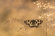 Marbled white butterfly (Melanargia galathea) resting among tall grasses and bathed in warm, early morning sunlight, Volehouse Moor, Devon, UK. July.