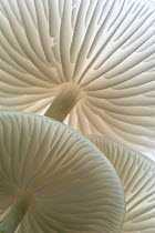 Close-up of backlit Porcelain fungus (Oudemansiella mucida) showing gills, Golith Falls, Bodin, Cornwall, UK. September.