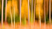 Silver birch (Betula pendula) and conifers creatively blurred using ICM (Intentional Camera Motion). Bolderwood, The New Forest, Hampshire, UK. November.