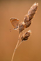 Small copper (Lycaena phlaeas) butterfly resting on a grass, Broxwater, Cornwall, UK. July.