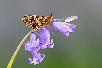 Small pearl-bordered fritillary (Boloria selene) butterfly resring on English bluebell, Marsland mouth, North Devon, UK. May.