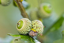 English oak (Quercus robur) ripening acorns, Cornwall, UK, August.
