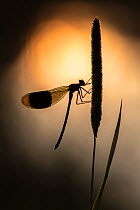 Banded demoiselles (Calopteryx splendens) male, roosting among grasses, silhouetted against the sun reflected in the water, Lower Tamar Lakes, Cornwall, UK. July.