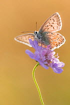 Chalkhill blue butterfly (Polyommatus coridon) Hatch Hill, Somerset, UK. August.