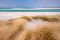 RF - Sand dunes with Marram grass (Ammophila arenaria) and beach at Seilebost beach, Isle of Harris, Scotland, UK. October (This image may be licensed either as rights managed or royalty free.)