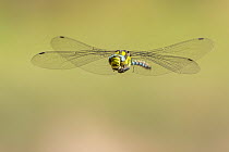 RF - Southern hawker (Aeshna cyanea) dragonfly in flight, Broxwater, Cornwall, UK. July. (This image may be licensed either as rights managed or royalty free.)